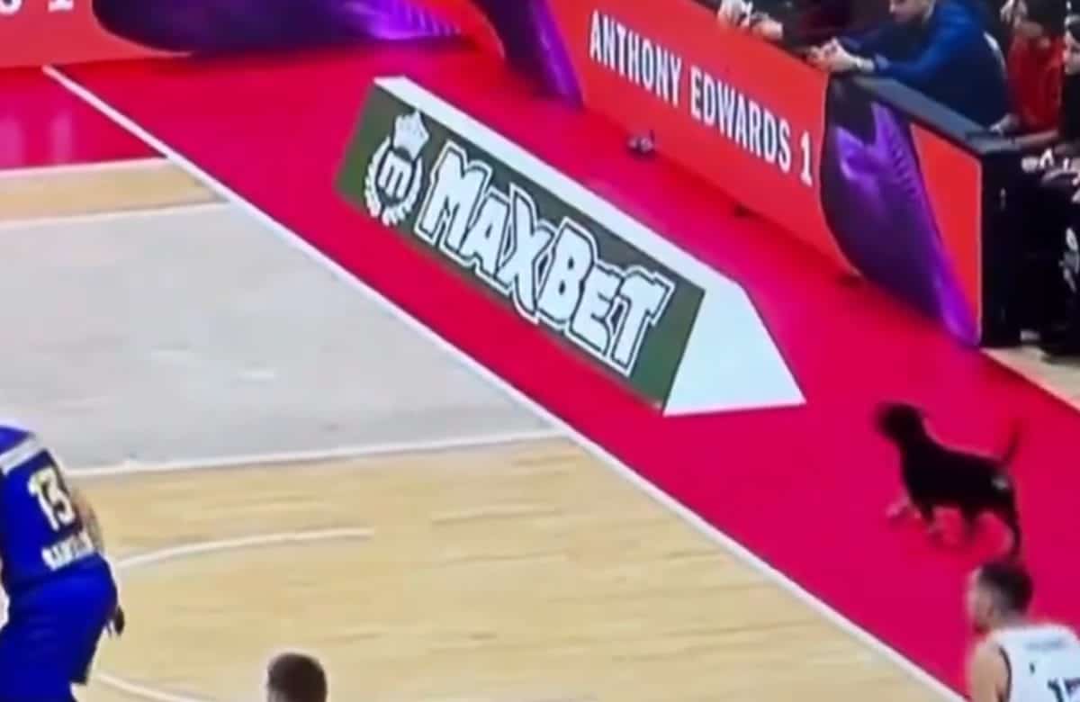 Incroyable mais vrai : Un chien s'invite au match Barça-Etoile Rouge !